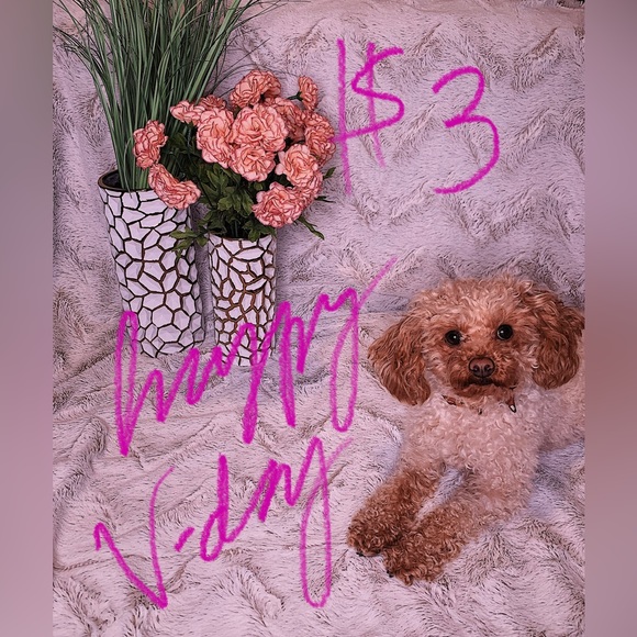 MIKGROS POSH SHOWS - Picture 4 of 11